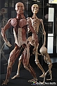 VBS_3027 - Mostra Body Worlds